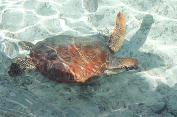 21-mai-les-tortues-020.jpg